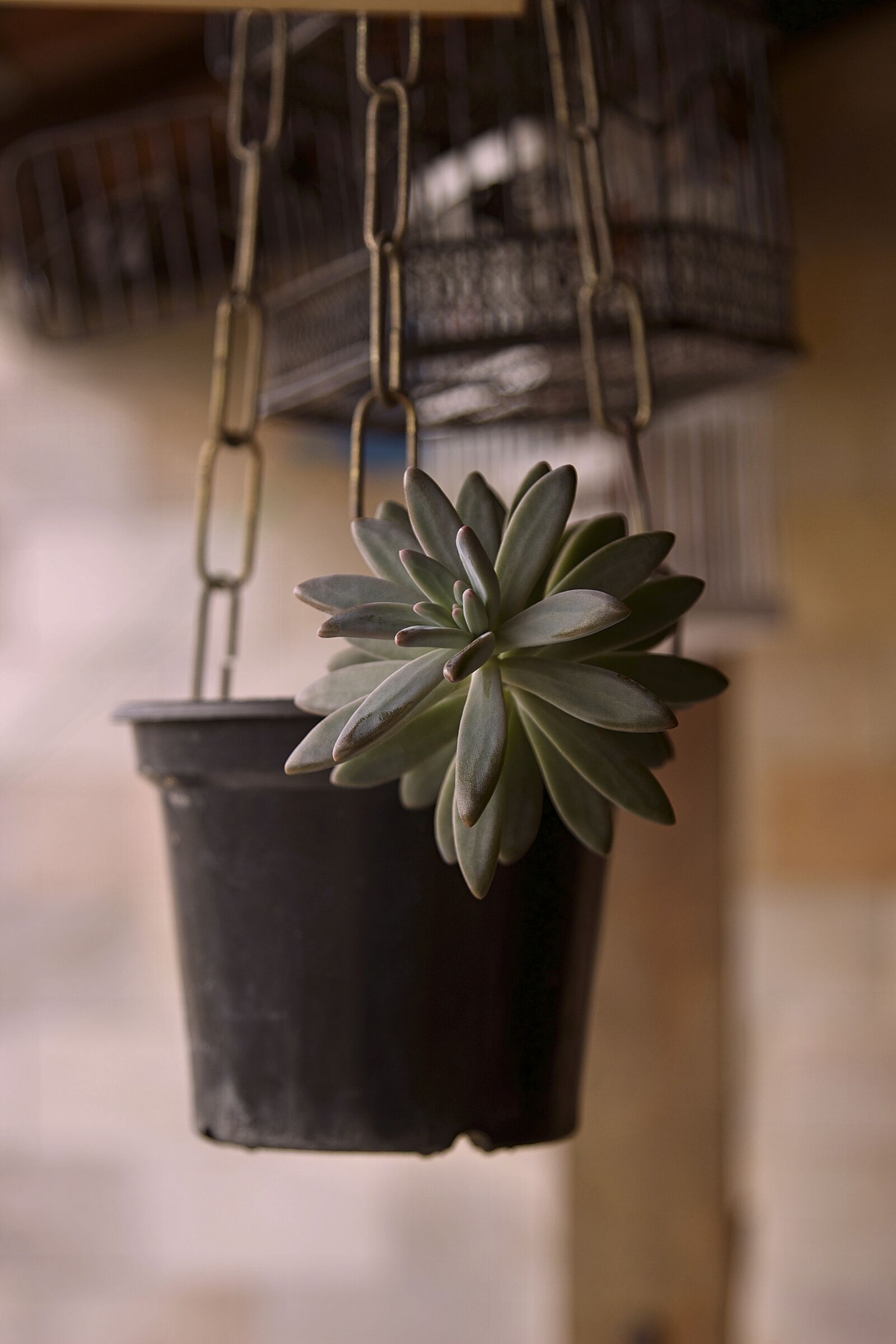 Canon EOS 600D (Rebel EOS T3i / EOS Kiss X5) sample photo. Cactus, garden, flower, garden photography