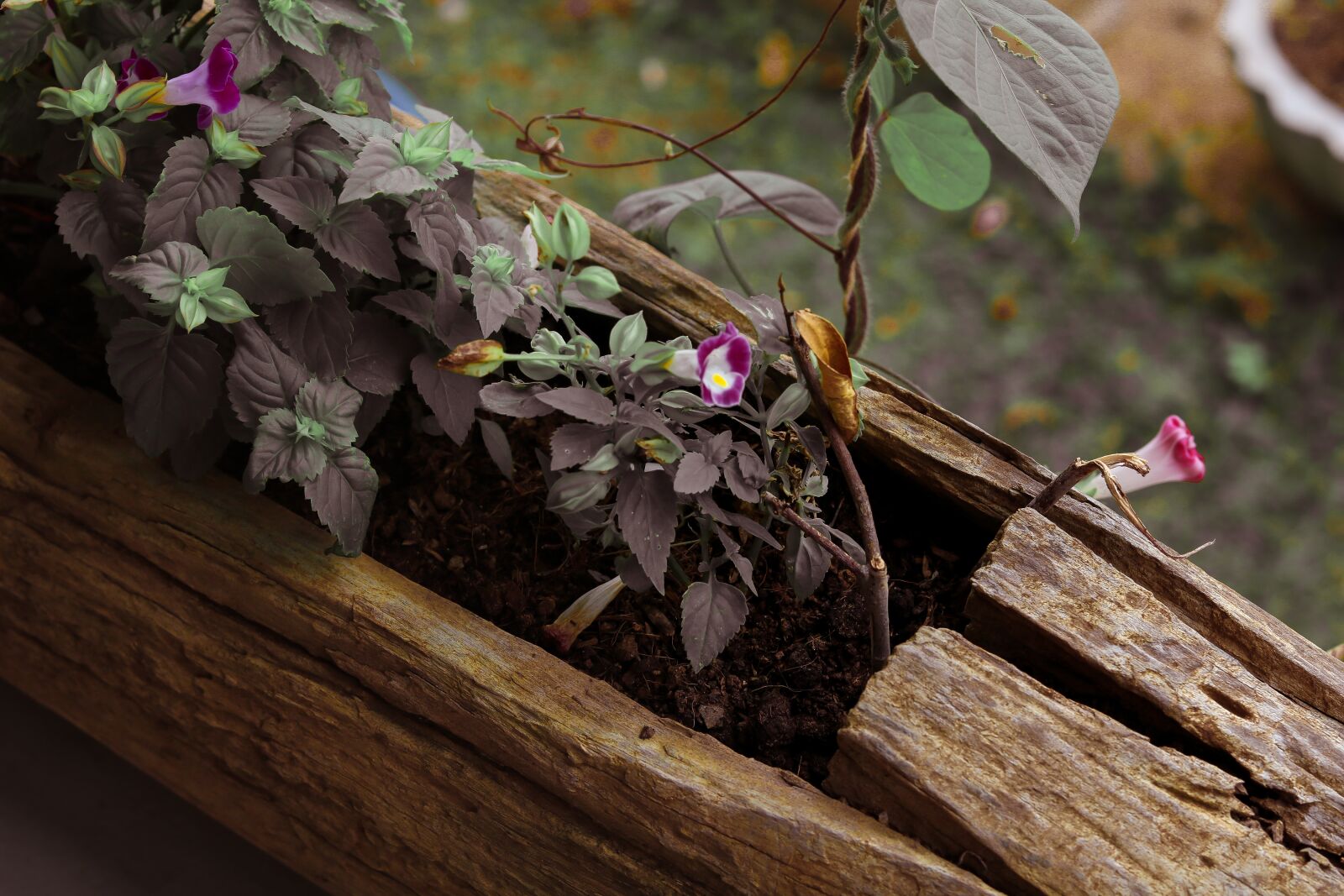 Canon EOS 750D (EOS Rebel T6i / EOS Kiss X8i) sample photo. Wood, plant, nature photography