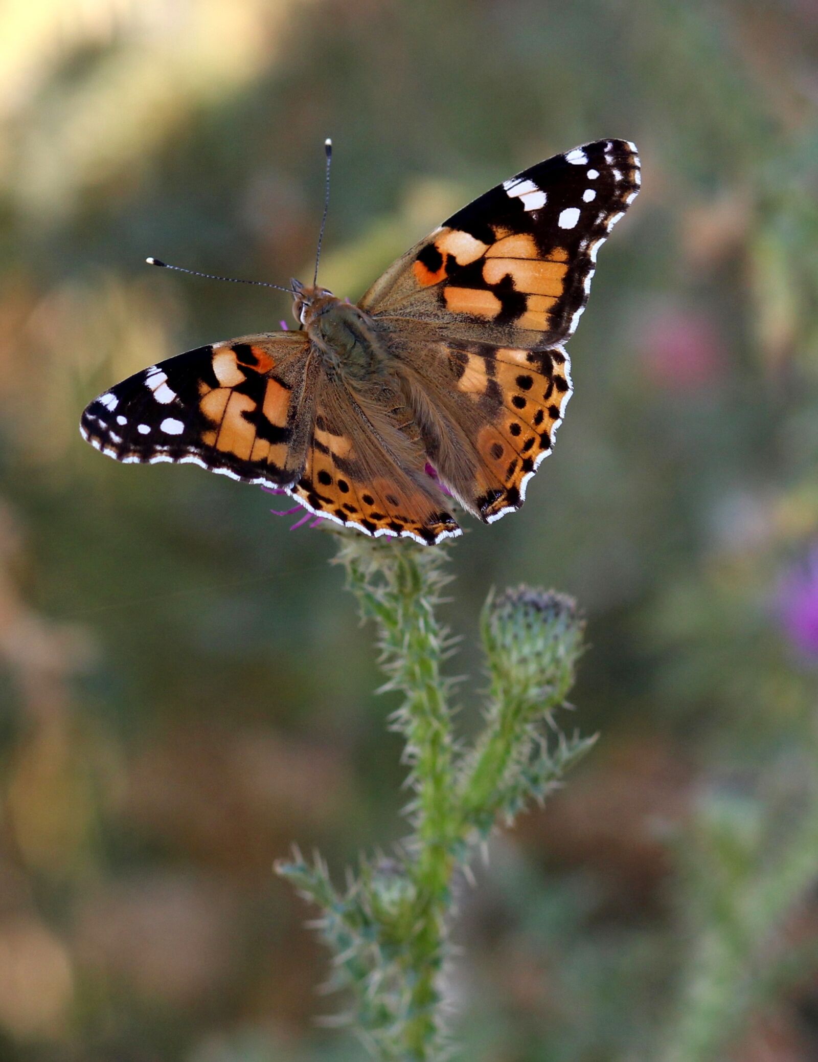 Canon EOS 700D (EOS Rebel T5i / EOS Kiss X7i) + Canon EF 85mm F1.8 USM sample photo. Butterflies, insects, plants photography