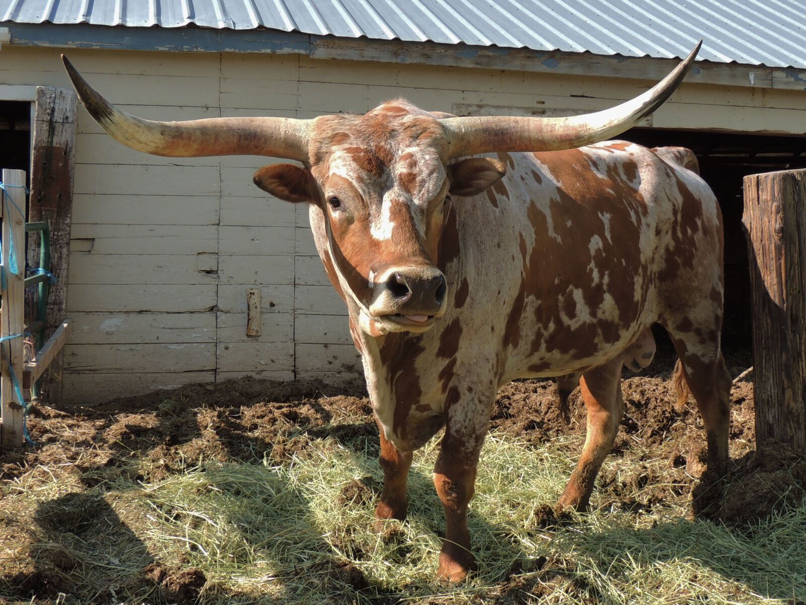 Nikon Coolpix P510 sample photo. Bull, longhorn, texas photography