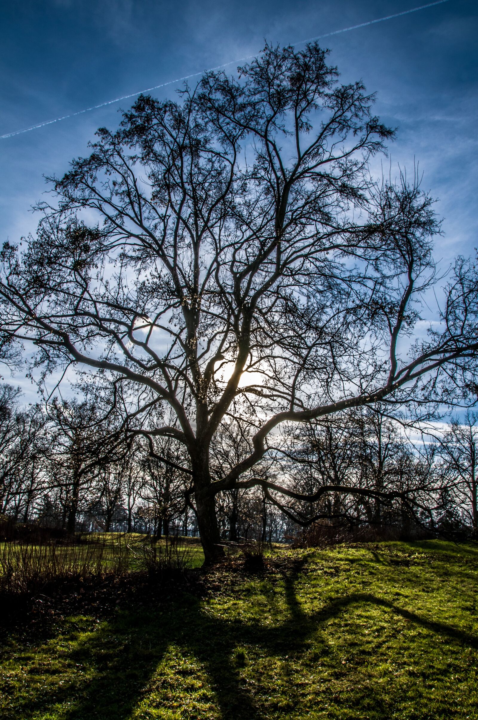 Nikon D90 sample photo. Tree, light, backlight photography