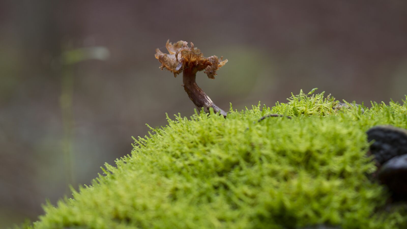 Canon EOS 7D sample photo. Mushroom, moss, age fungal photography