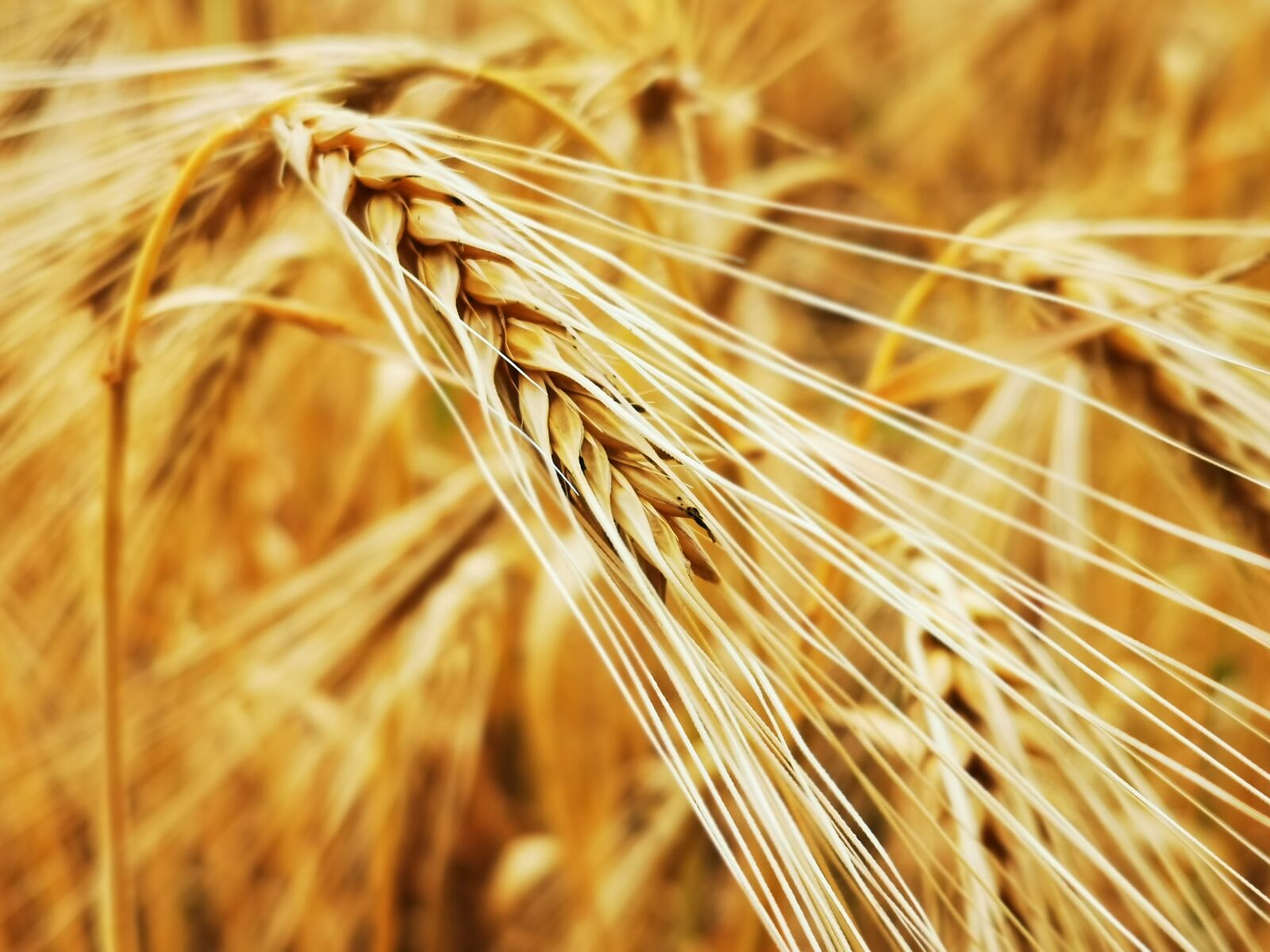 HUAWEI P30 Pro sample photo. Rye, field, agriculture photography