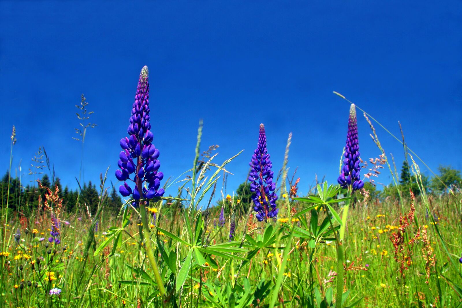 Canon EOS 30D sample photo. Spring meadow, flower meadow photography