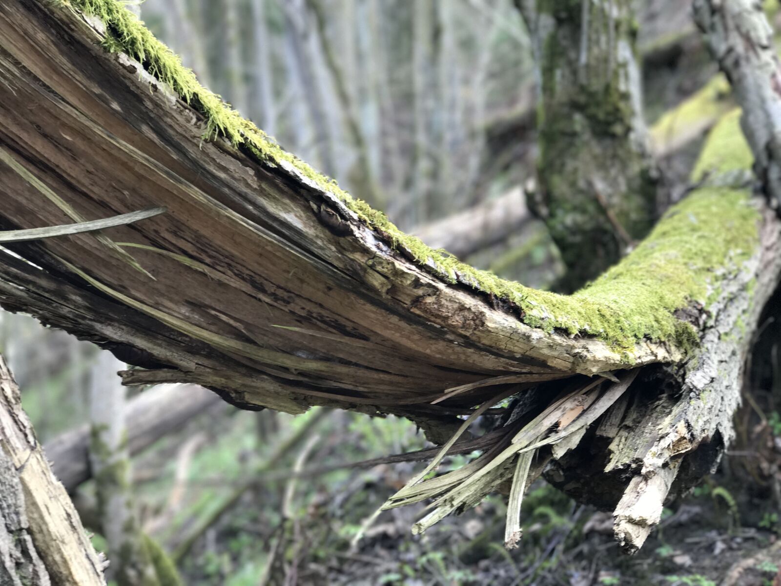 iPhone 7 Plus back dual camera 6.6mm f/2.8 sample photo. Spring, wood, tree photography