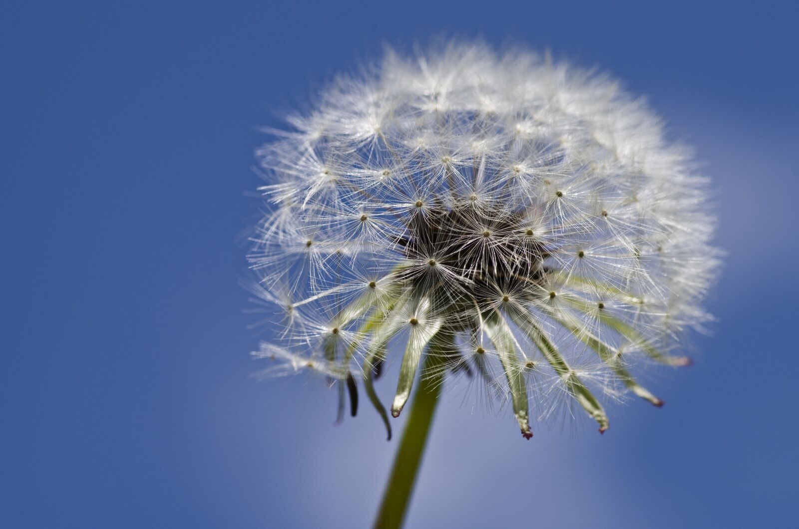 Pentax K-30 sample photo. Dandelion, close up, spring photography