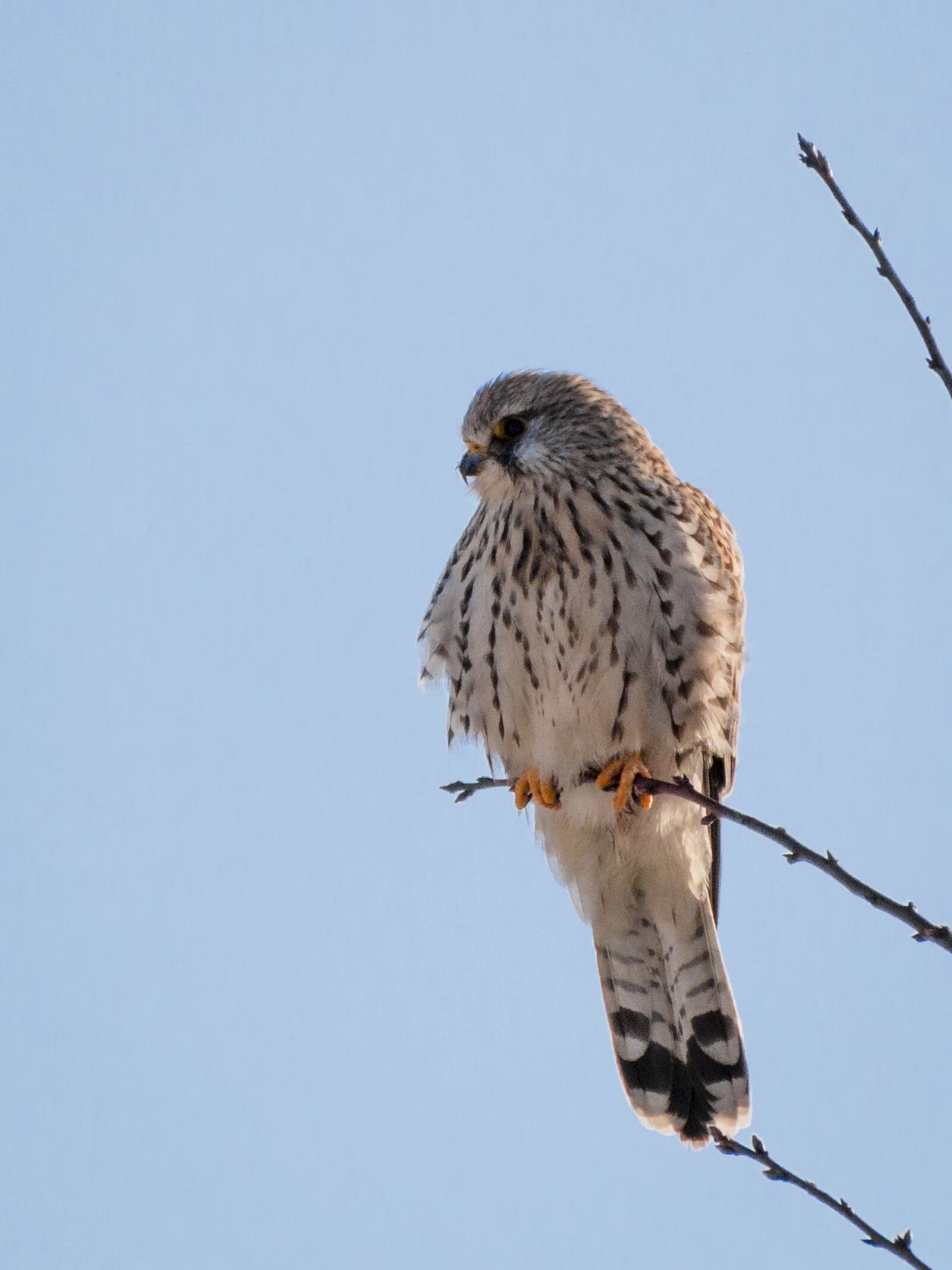 Canon EOS 70D sample photo. Kestrel, falcon, bird photography