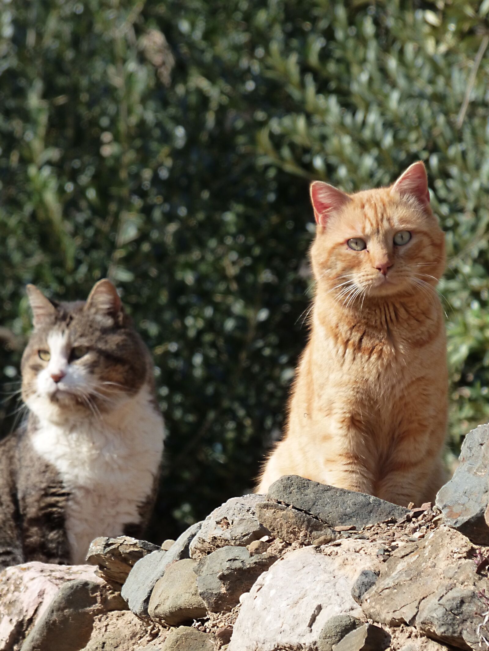 Panasonic Lumix DMC-FZ70 sample photo. Cats, freedom, feline look photography
