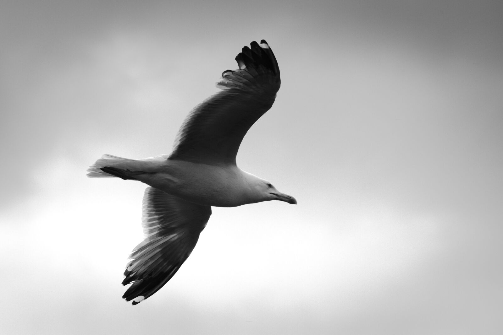 Fujifilm X-T2 + Fujifilm XF 55-200mm F3.5-4.8 R LM OIS sample photo. Seagull, grim, animal photography