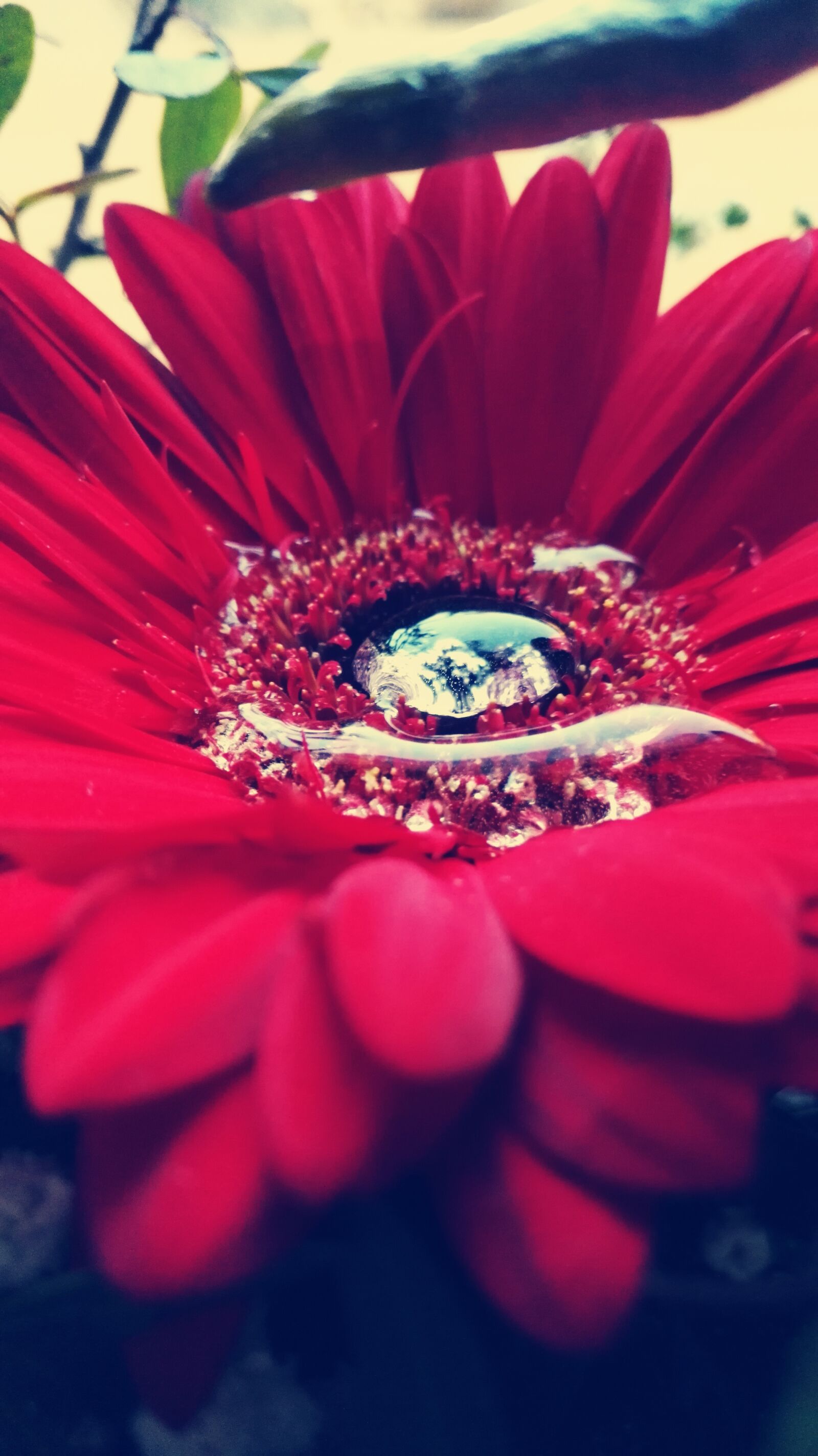 HUAWEI Honor 7 sample photo. Flower, drip, red flower photography
