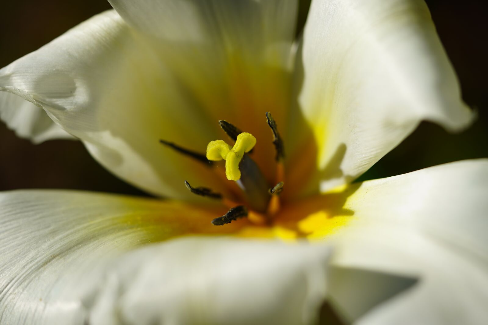 Sony a7 III sample photo. Flower, yellow, white photography