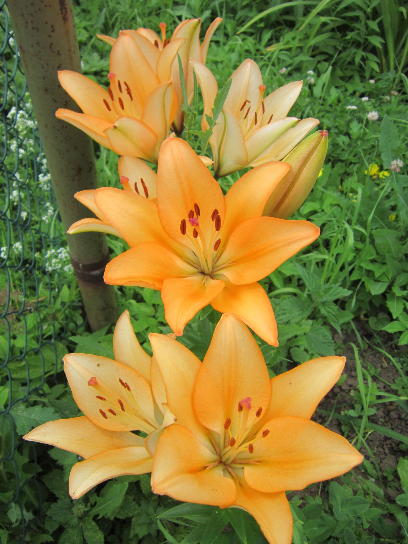 Canon PowerShot A3300 IS sample photo. Flower, plant, nature photography