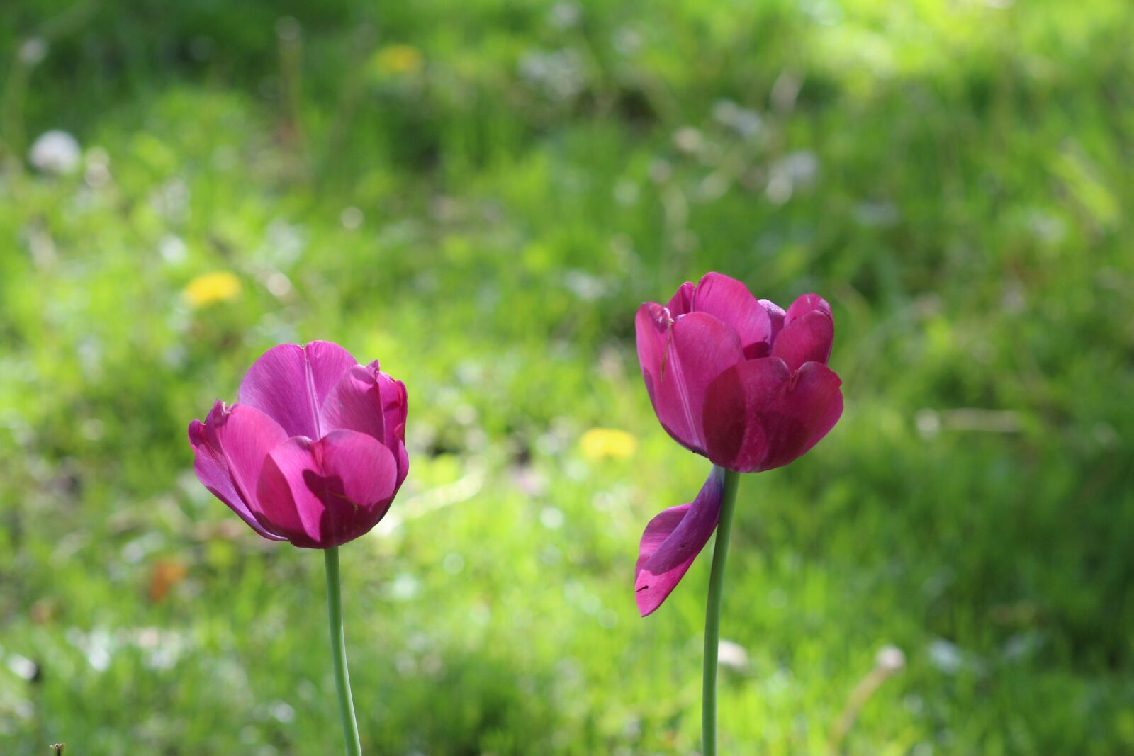 Canon EOS 700D (EOS Rebel T5i / EOS Kiss X7i) + Canon EF 75-300mm f/4-5.6 USM sample photo. Nature, flowers, tulips photography