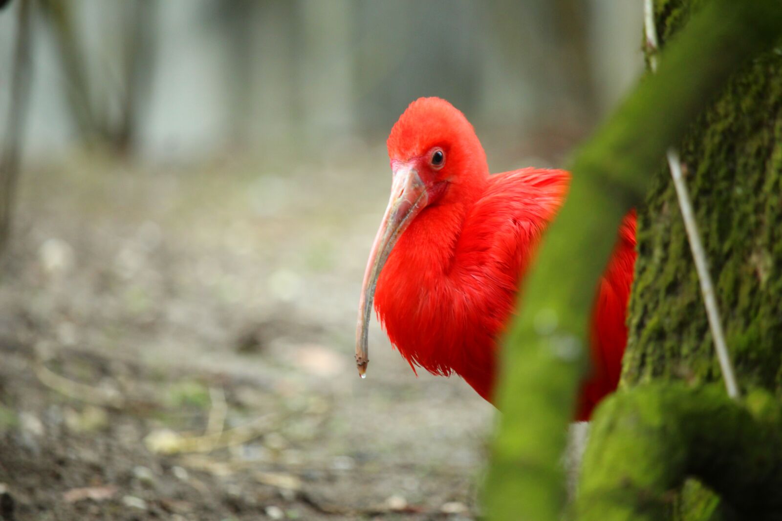 Красные птенцы. Красный Ибис. Алый Ибис фото. Птица красного цвета. Животные красного цвета.