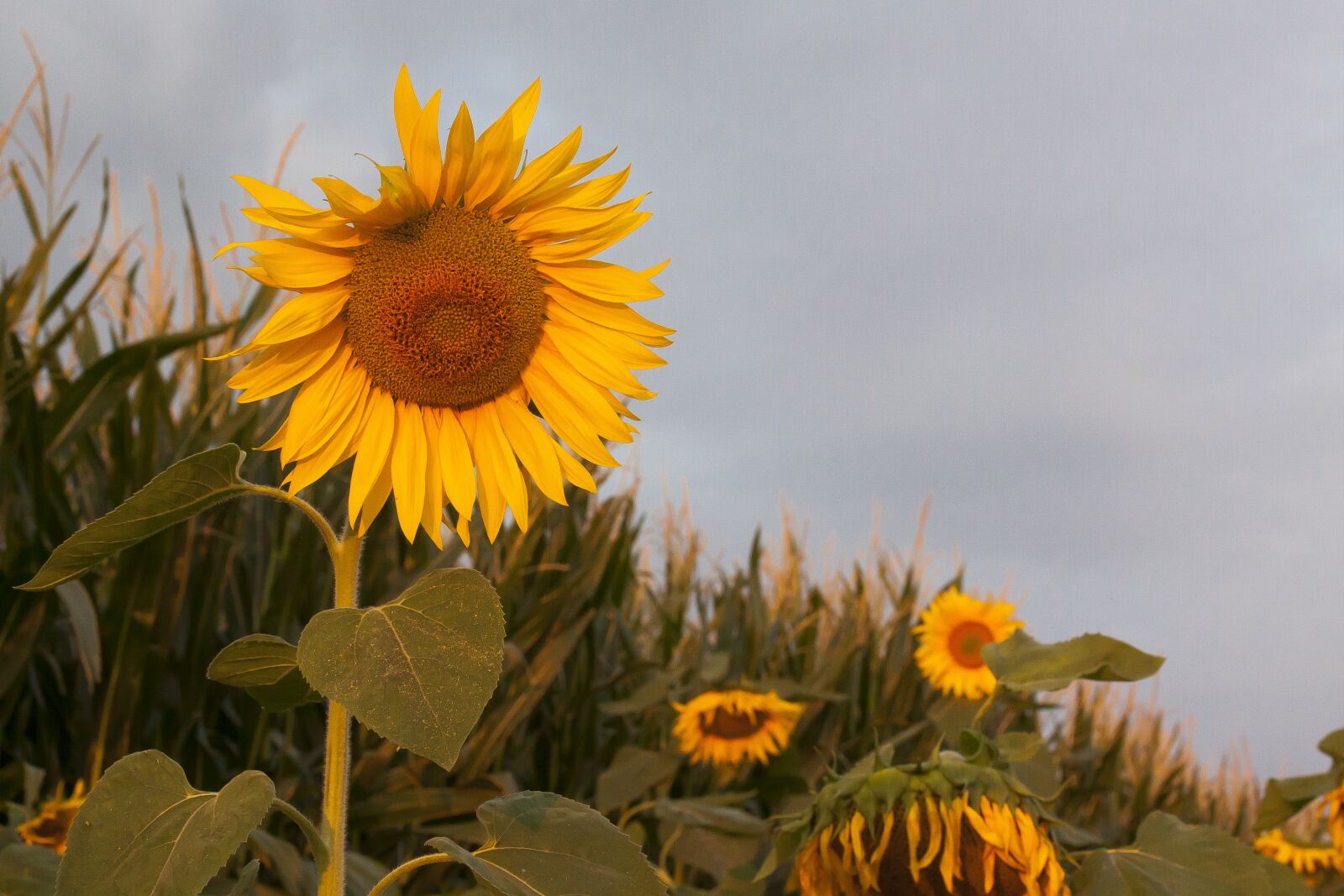Canon EOS 50D sample photo. Sunflower, helianthus annuus, flower photography