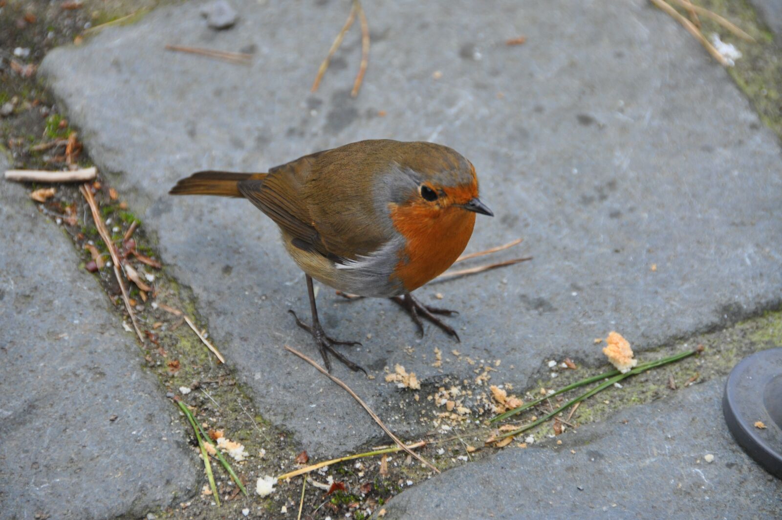 Nikon D5000 sample photo. Robin, bird, nature photography