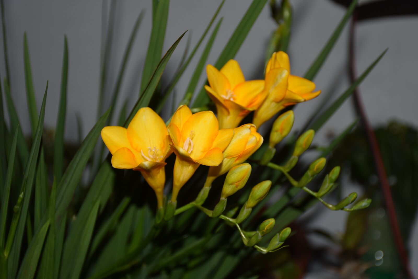 Nikon D7200 sample photo. Nature, flower, plant photography