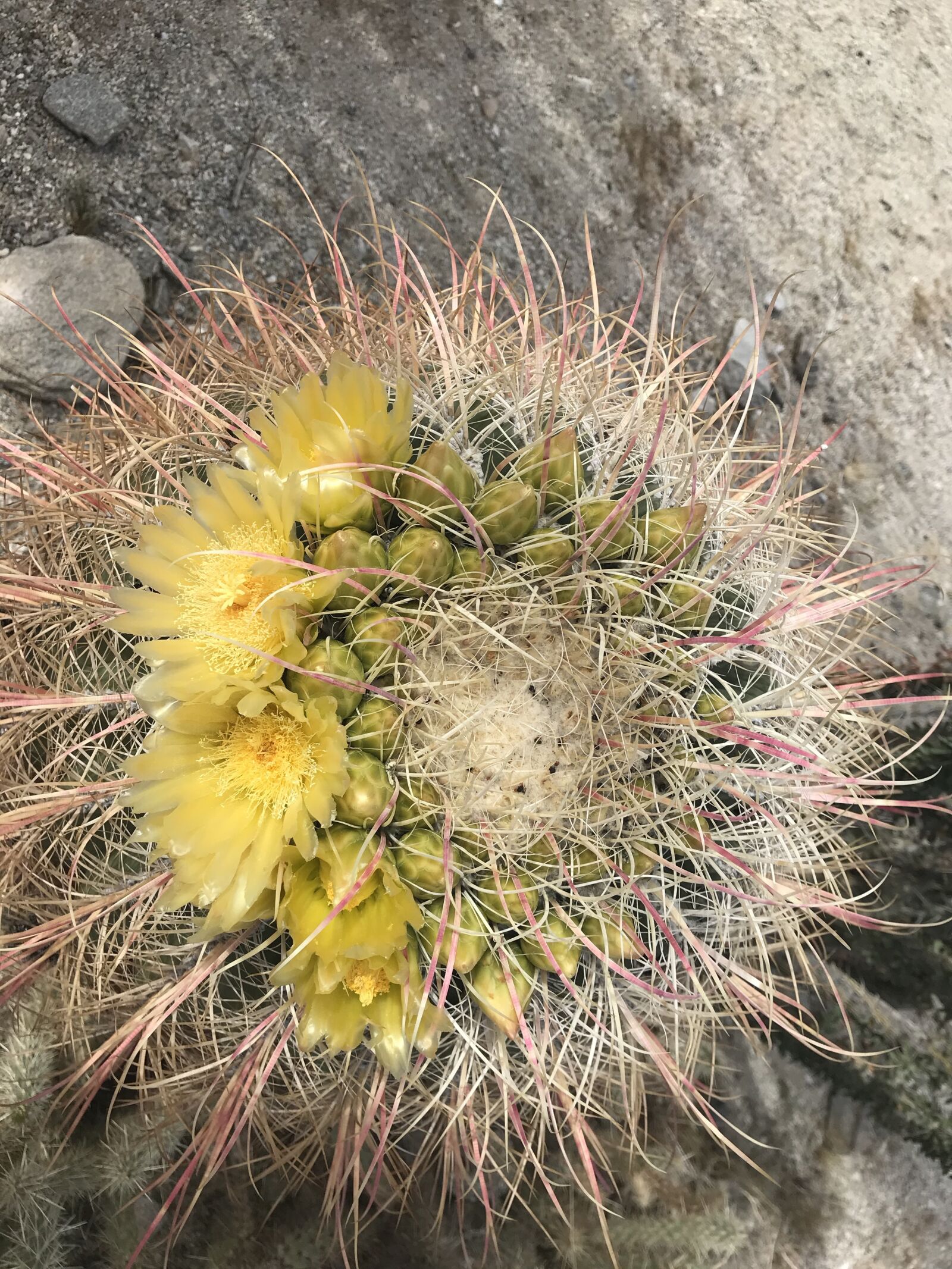 Apple iPhone 7 sample photo. Desert in bloom, cactus photography