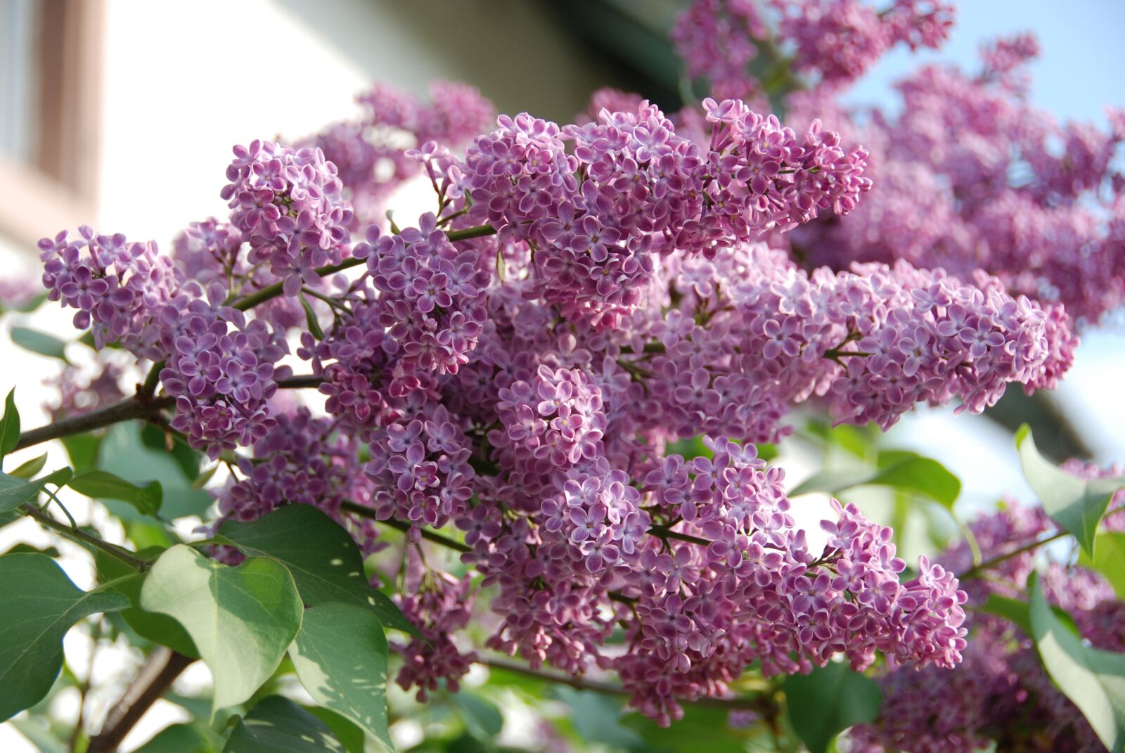 Nikon D80 sample photo. Lilac, flower, nature photography