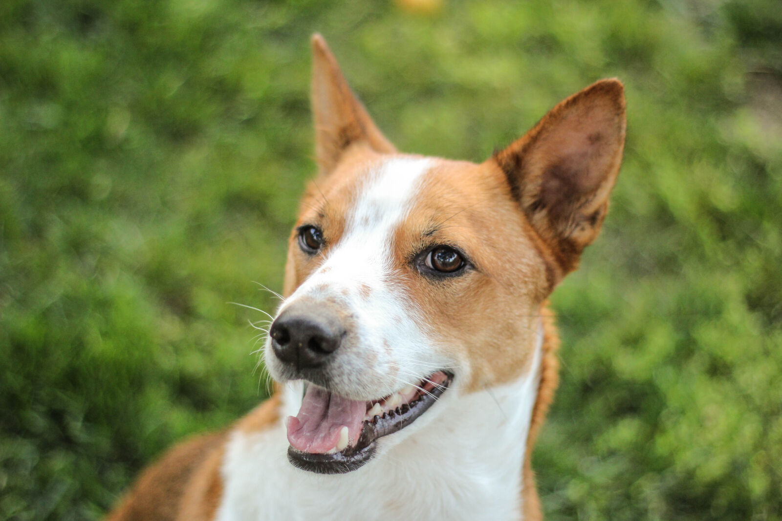 Canon EOS 60D + Canon EF 50mm F1.8 II sample photo. Basenji, cattle, dog, cute photography