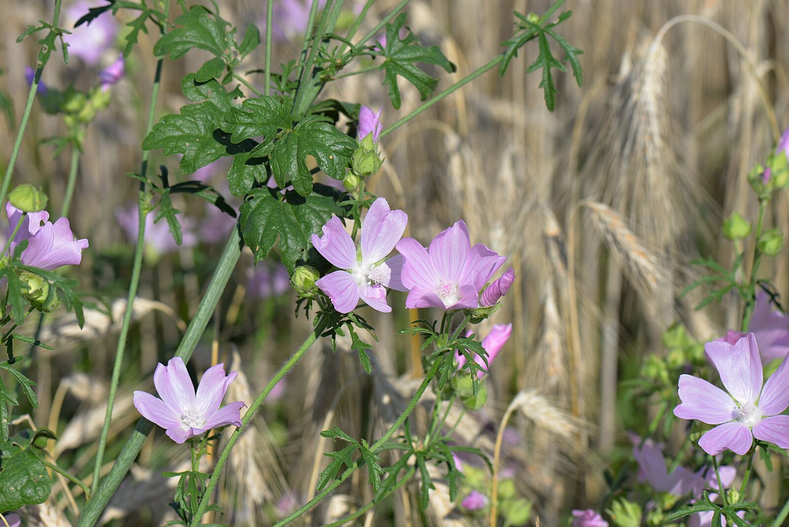 Nikon D610 sample photo. Rose mallow, flowers, sigmar photography
