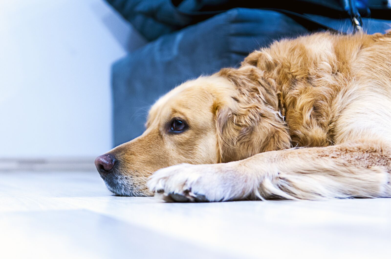 Nikon D300S sample photo. Dog, golden retriever, pet photography