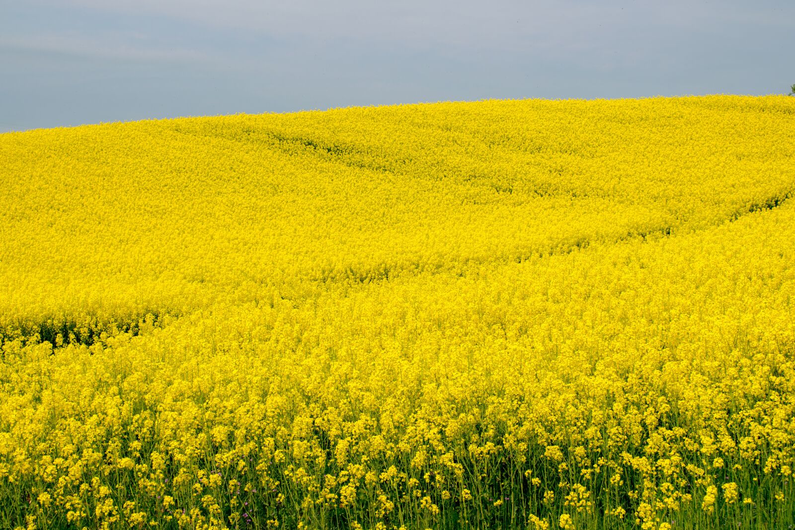 Nikon D3300 sample photo. Flower, blütenmeer, rapeseed photography