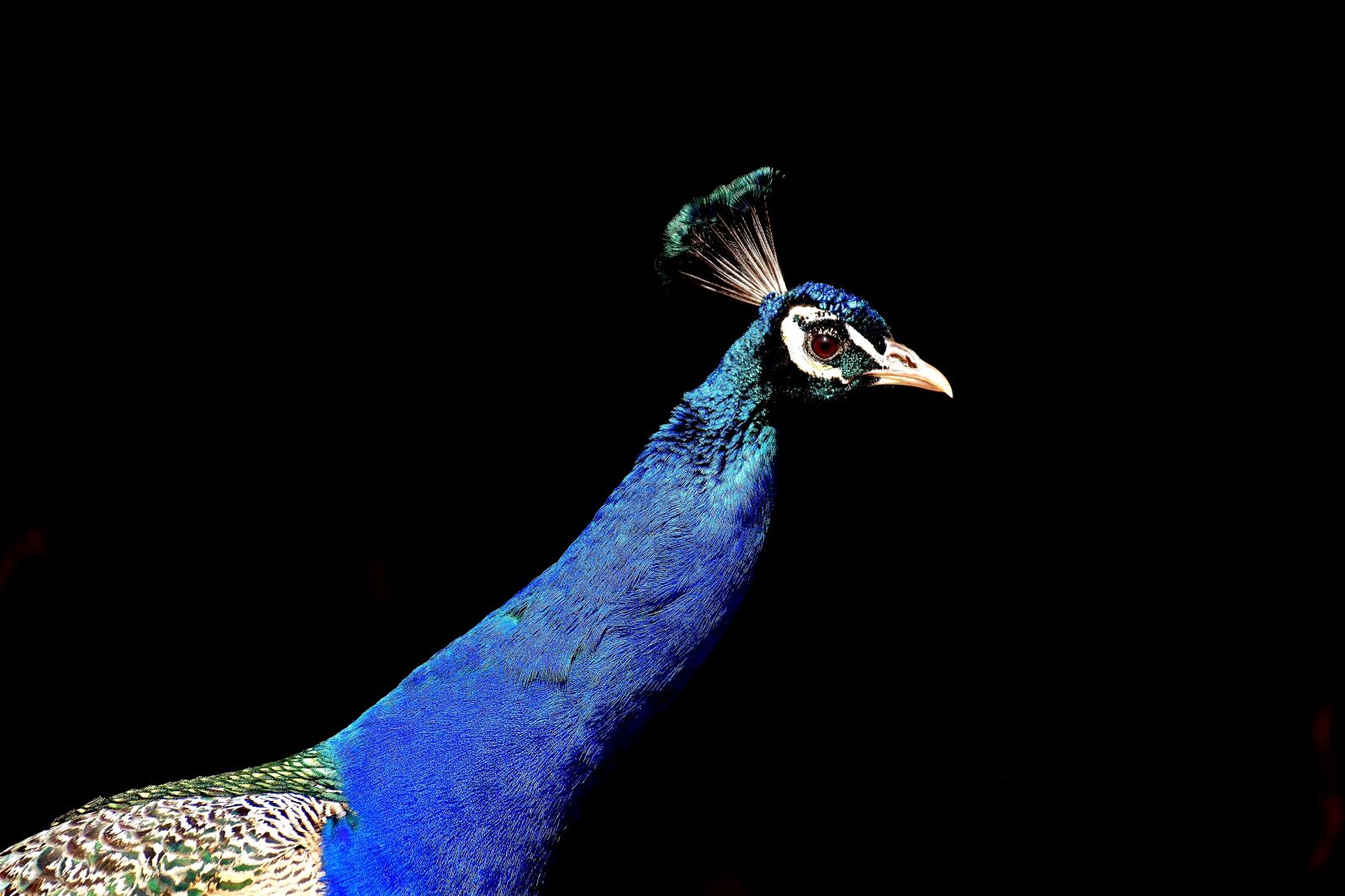 Nikon D7200 sample photo. Peacock, pride, bird photography