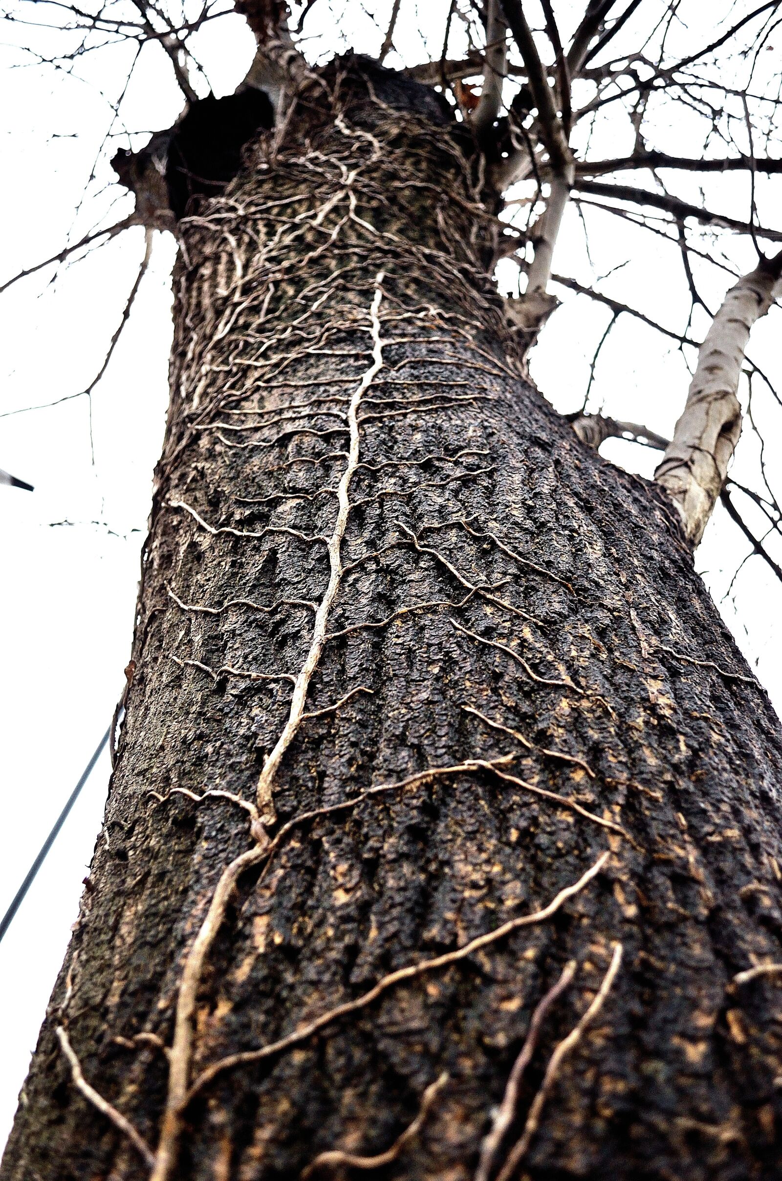 Nikon D5100 sample photo. Tree, ivy, strain photography
