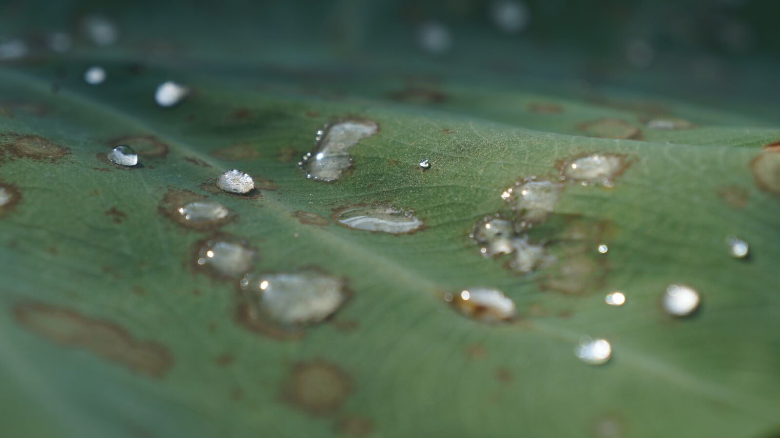 Sony Alpha a3000 sample photo. Water, drop, leaf photography