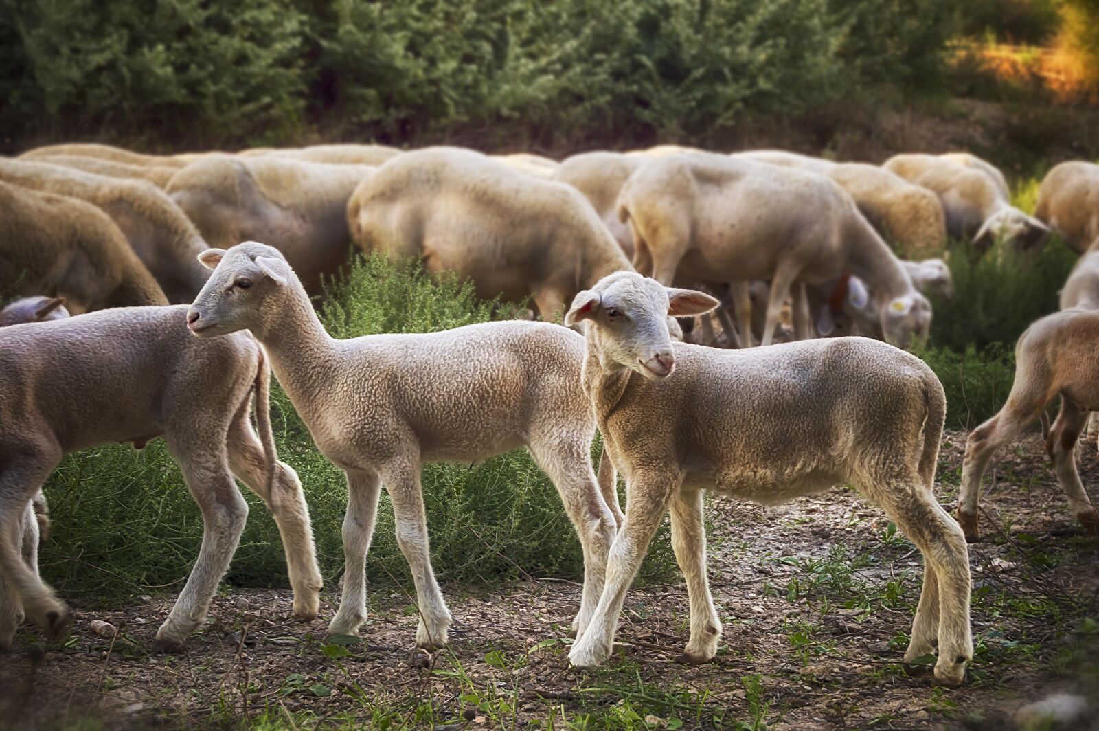 Nikon D3200 sample photo. Lambs, sheep, flock photography