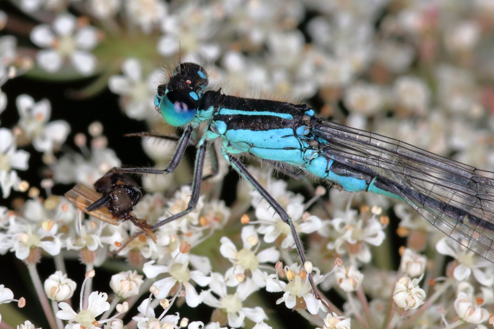 Canon EOS 80D sample photo. Damselfly, blue, insect photography