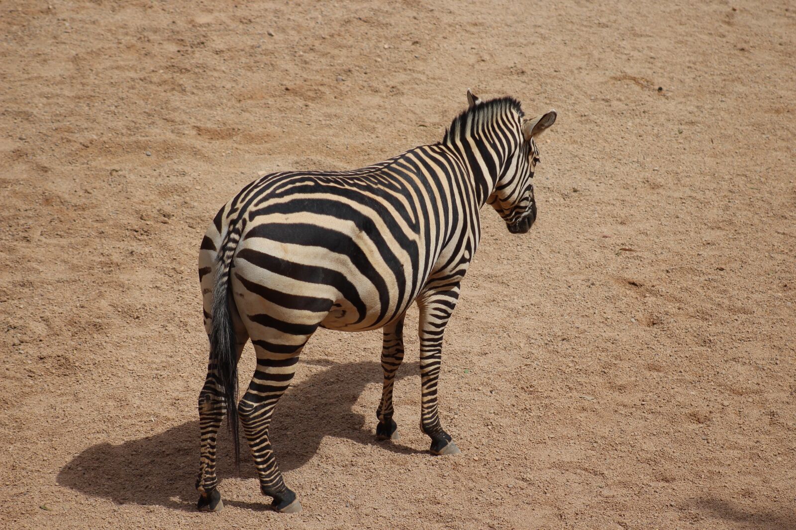 Canon EF75-300mm f/4-5.6 sample photo. Zebra, stripes, africa photography