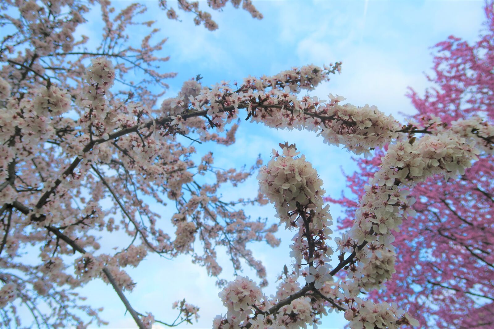 Canon PowerShot G7 X sample photo. Tree, current season, spring photography