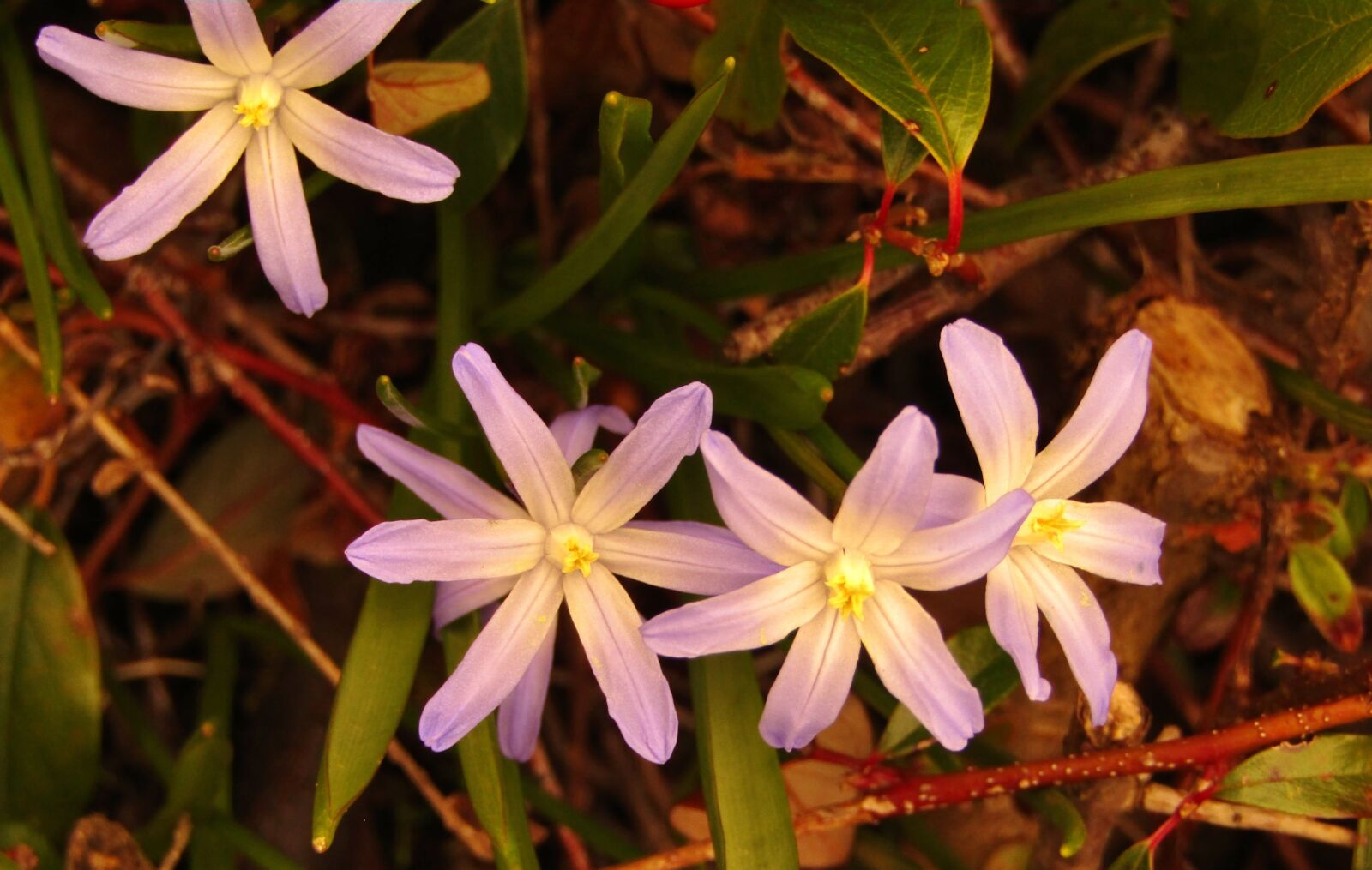 Canon POWERSHOT SX432 IS sample photo. Spring, star, blue photography