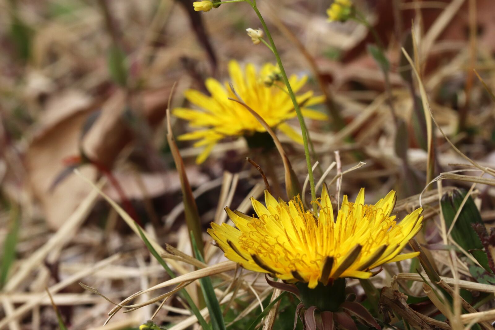 Canon EOS 800D (EOS Rebel T7i / EOS Kiss X9i) sample photo. Dandelion, spring, nature photography
