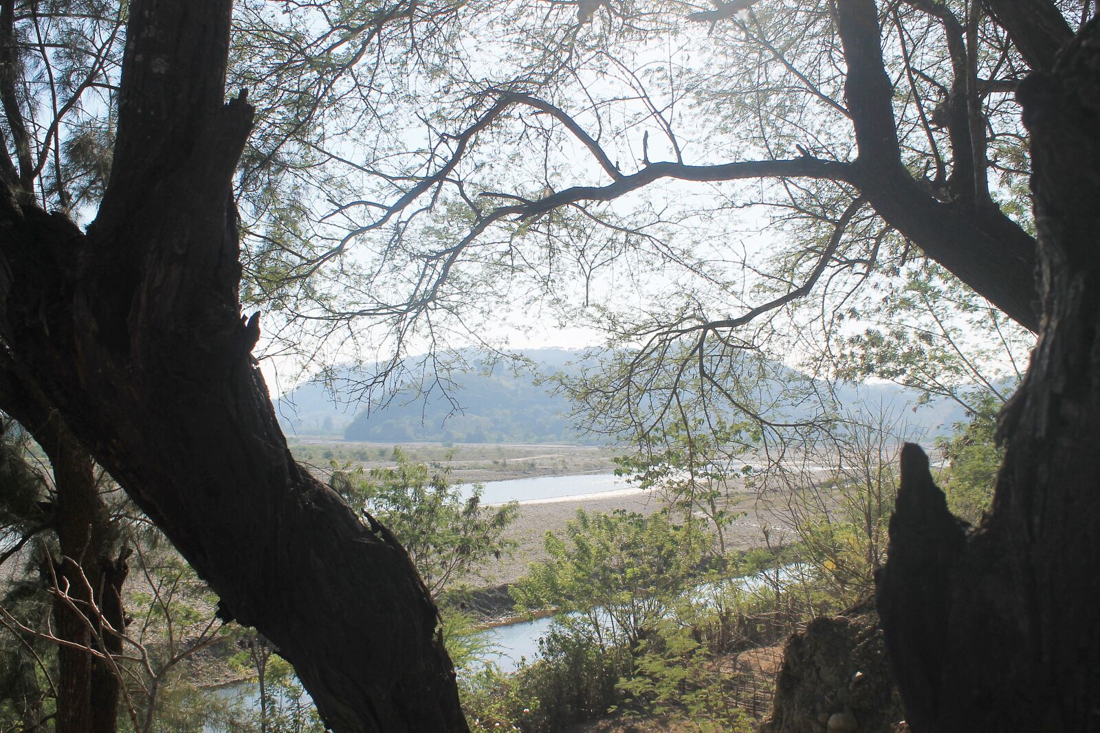 Canon EOS 1100D (EOS Rebel T3 / EOS Kiss X50) sample photo. The tree, wood, nature photography