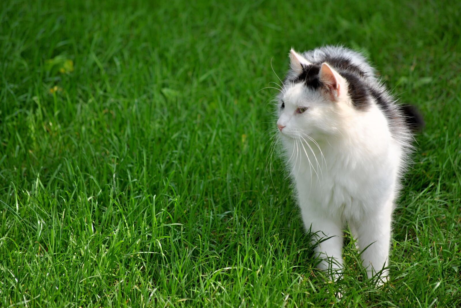 Nikon D3000 sample photo. Tomcat, summer, hair photography