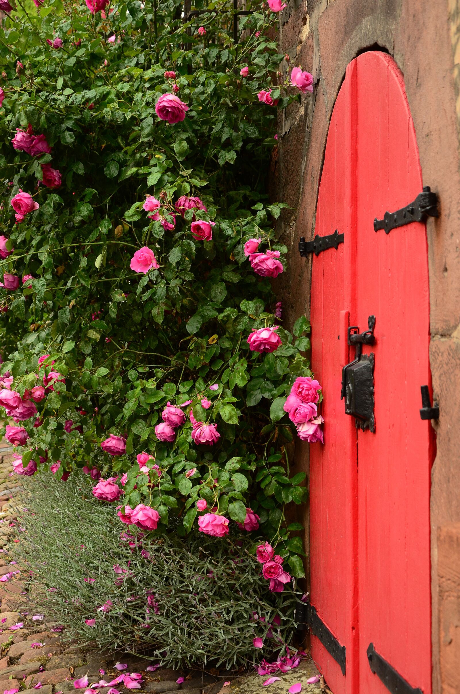 Nikon D5100 sample photo. Roses, rosebush, goal photography