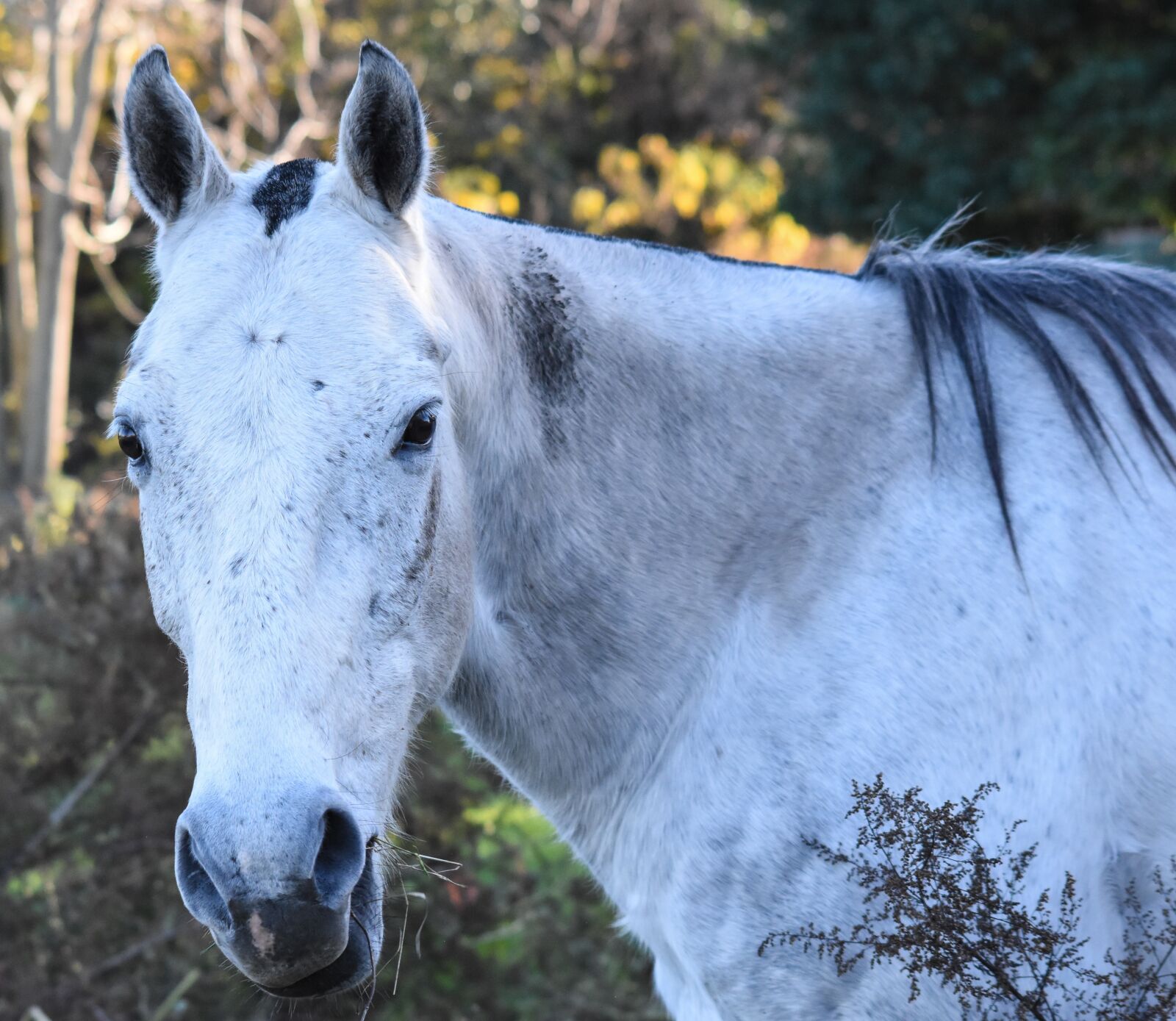 Nikon D5500 sample photo. Equine, meek, dapple photography