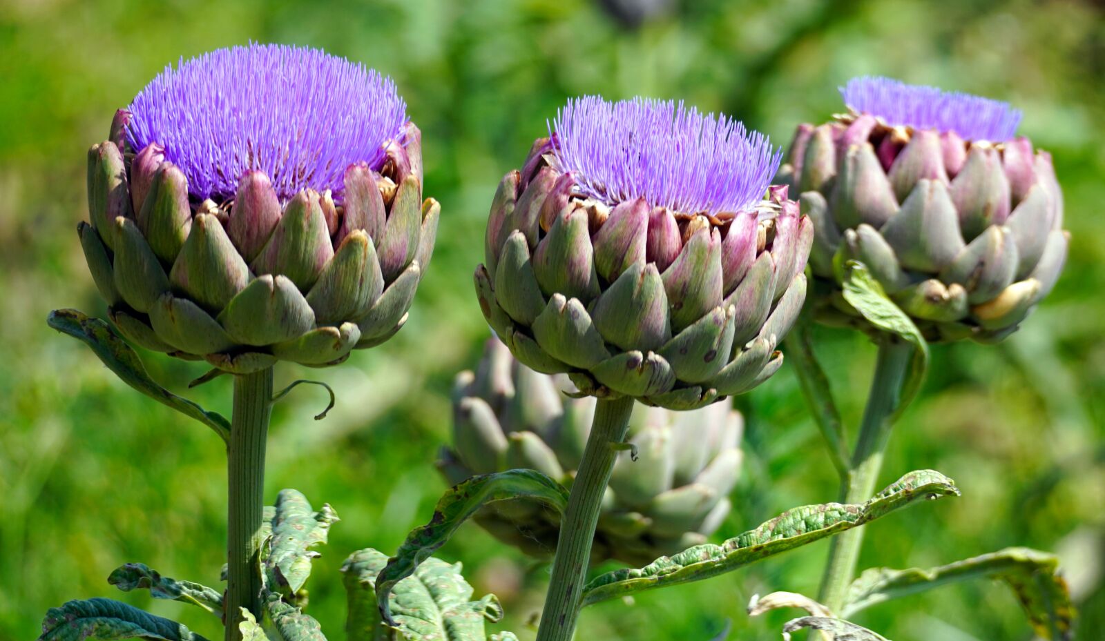 Sony E 70-350mm F4.5-6.3 G OSS sample photo. Artichokes, blossom, bloom photography
