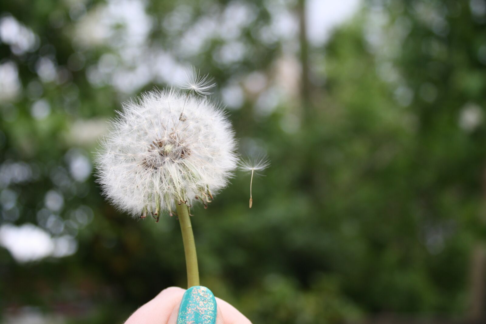 Canon EOS 1000D (EOS Digital Rebel XS / EOS Kiss F) sample photo. Flower, dandelion, nature photography