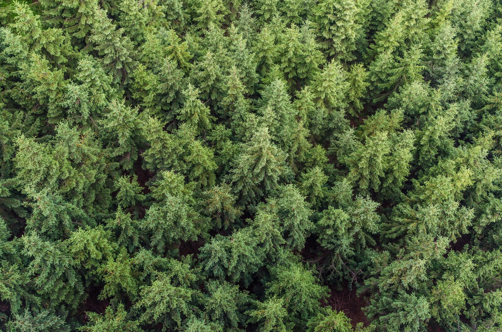 Nikon D5100 sample photo. Aerial, view, conifers, fir photography