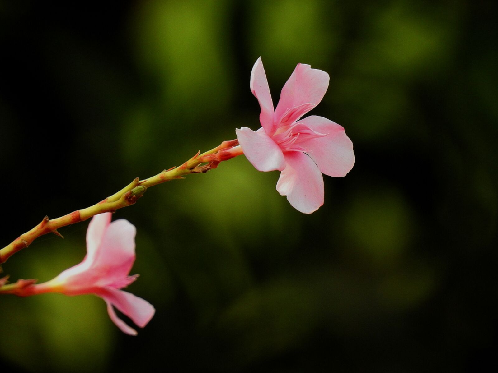 Nikon Coolpix P900 sample photo. Oleander, flower, pink photography