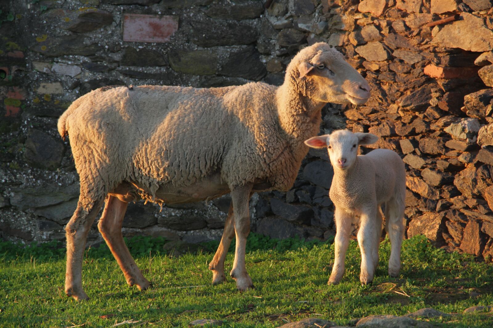 Canon EOS 7D sample photo. Nature, animal husbandry, sheep photography