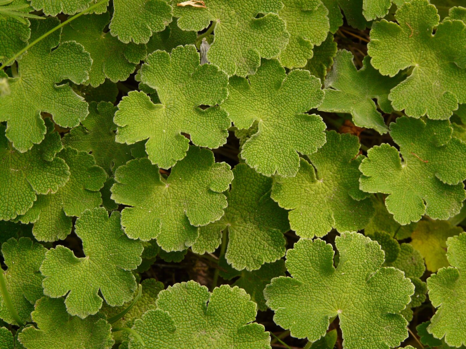 Panasonic DMC-FZ18 sample photo. Leaf, green, plant photography