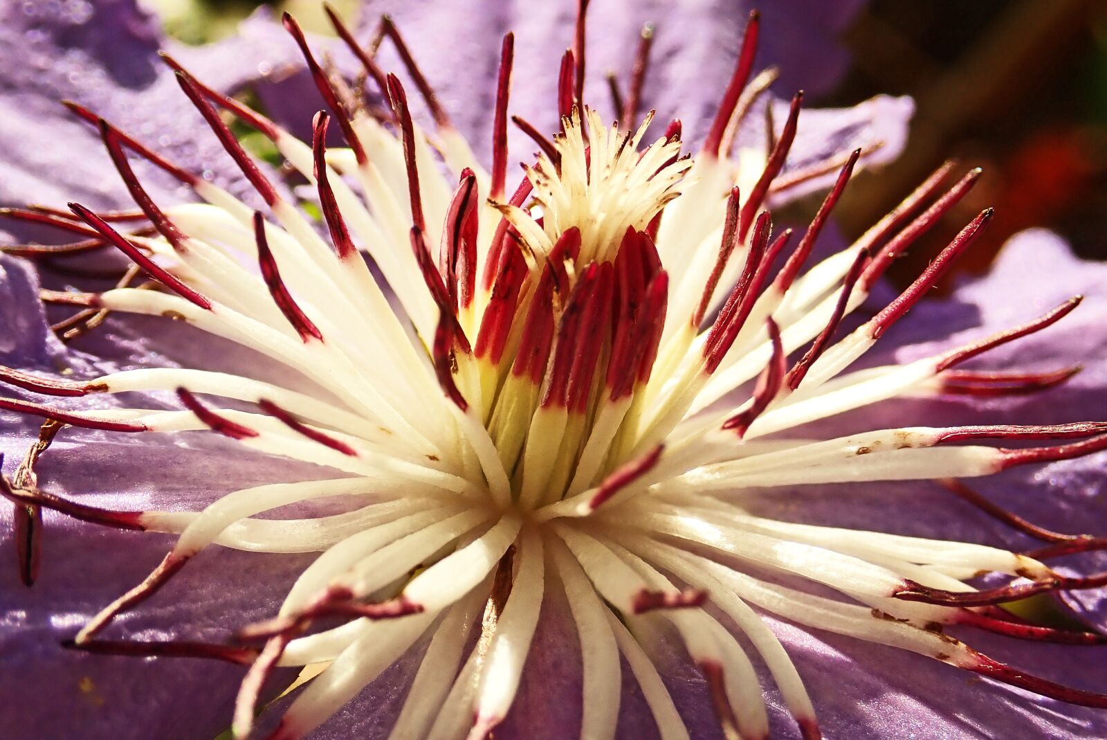 Olympus TG-5 sample photo. Flower, clematis, macro photography