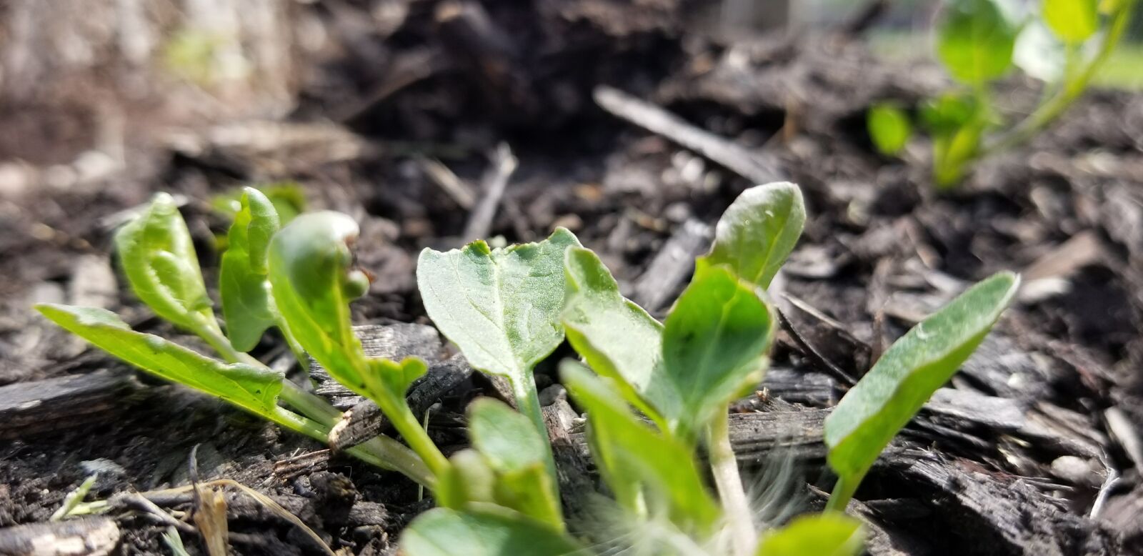 Samsung Galaxy S8 sample photo