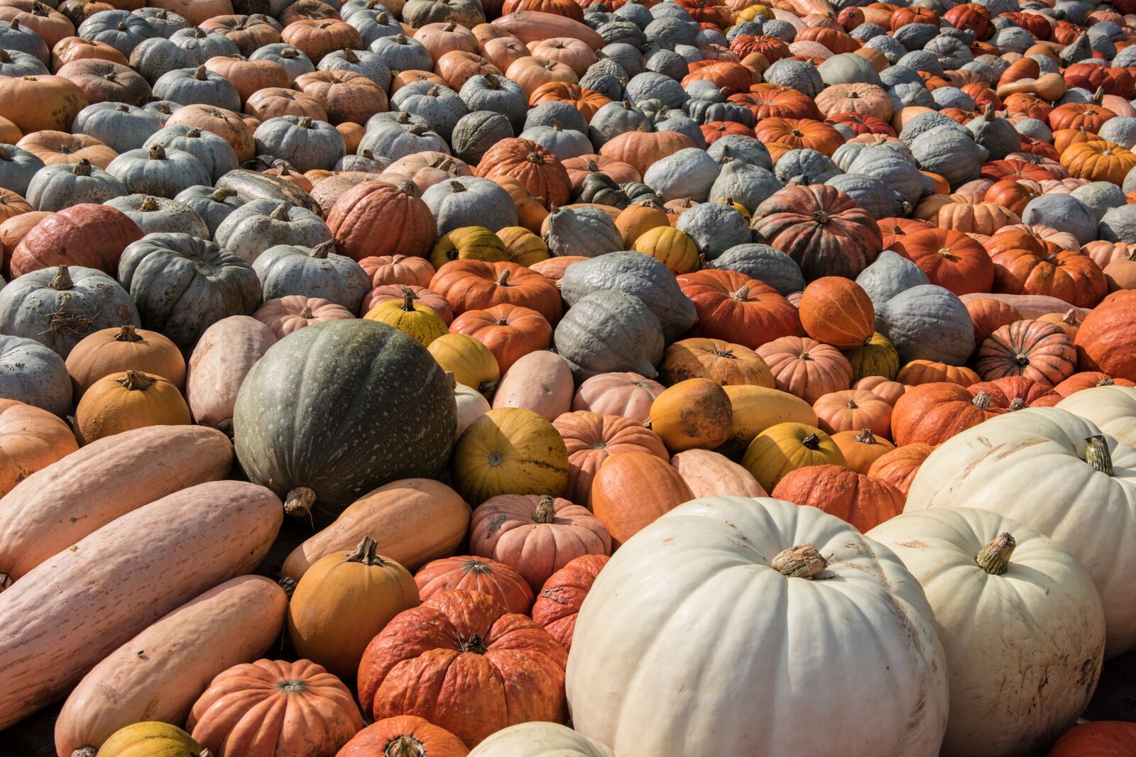 Canon EOS 7D Mark II sample photo. Pumpkin, pumpkins, autumn photography