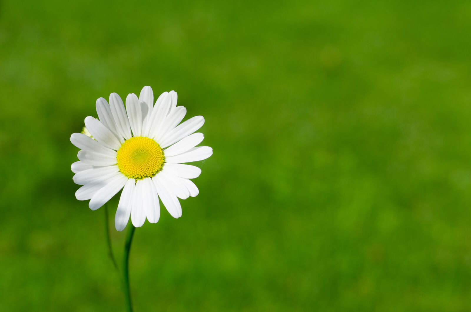 Nikon D7000 + AF Micro-Nikkor 55mm f/2.8 sample photo. White, daisy, closeup, photography photography